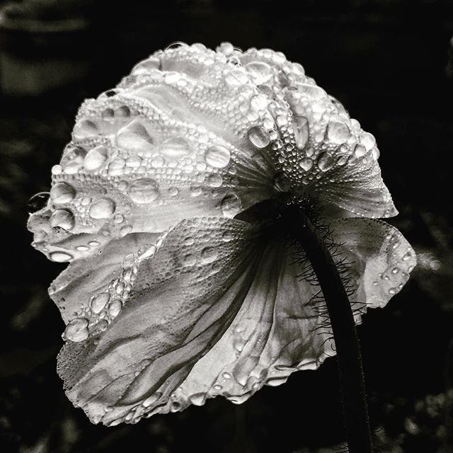 Instagram Photo Contest: "Spring in Napa Valley"